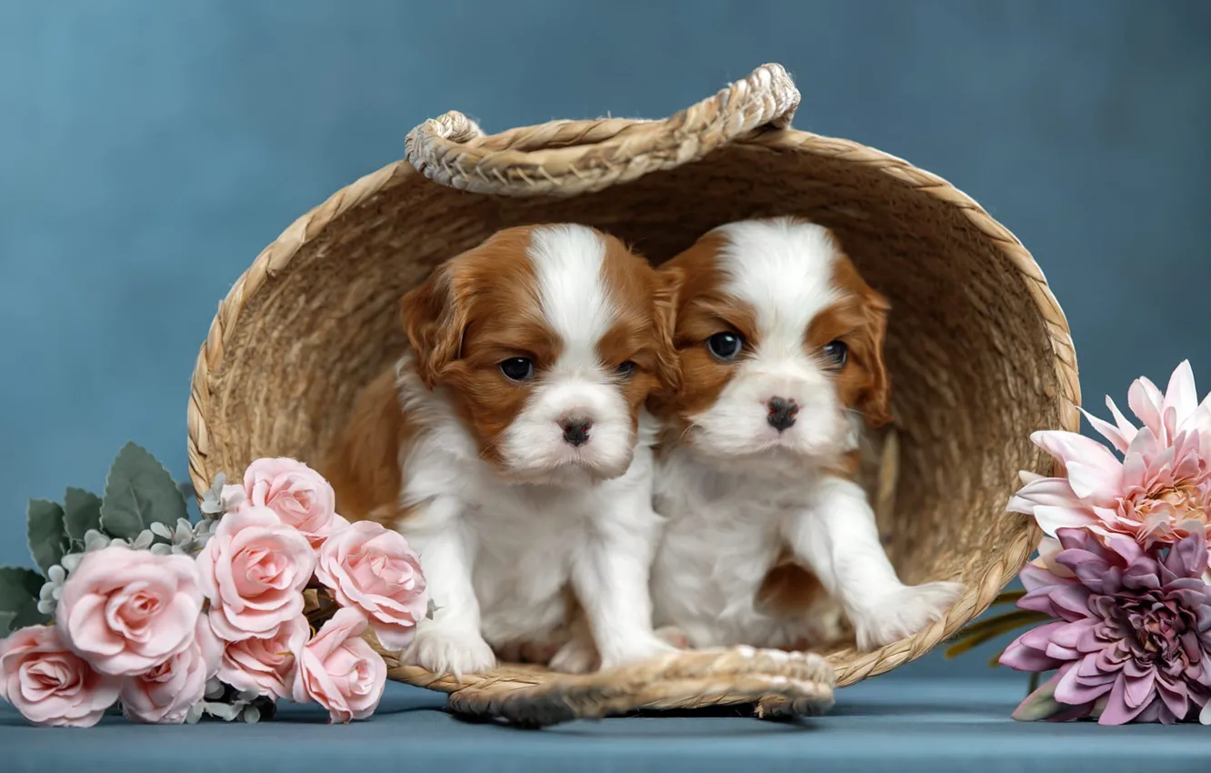 Photo wallpaper flowers, background, dog, puppy, a couple, basket, twins, Cavalier-king-Charles-Spaniel