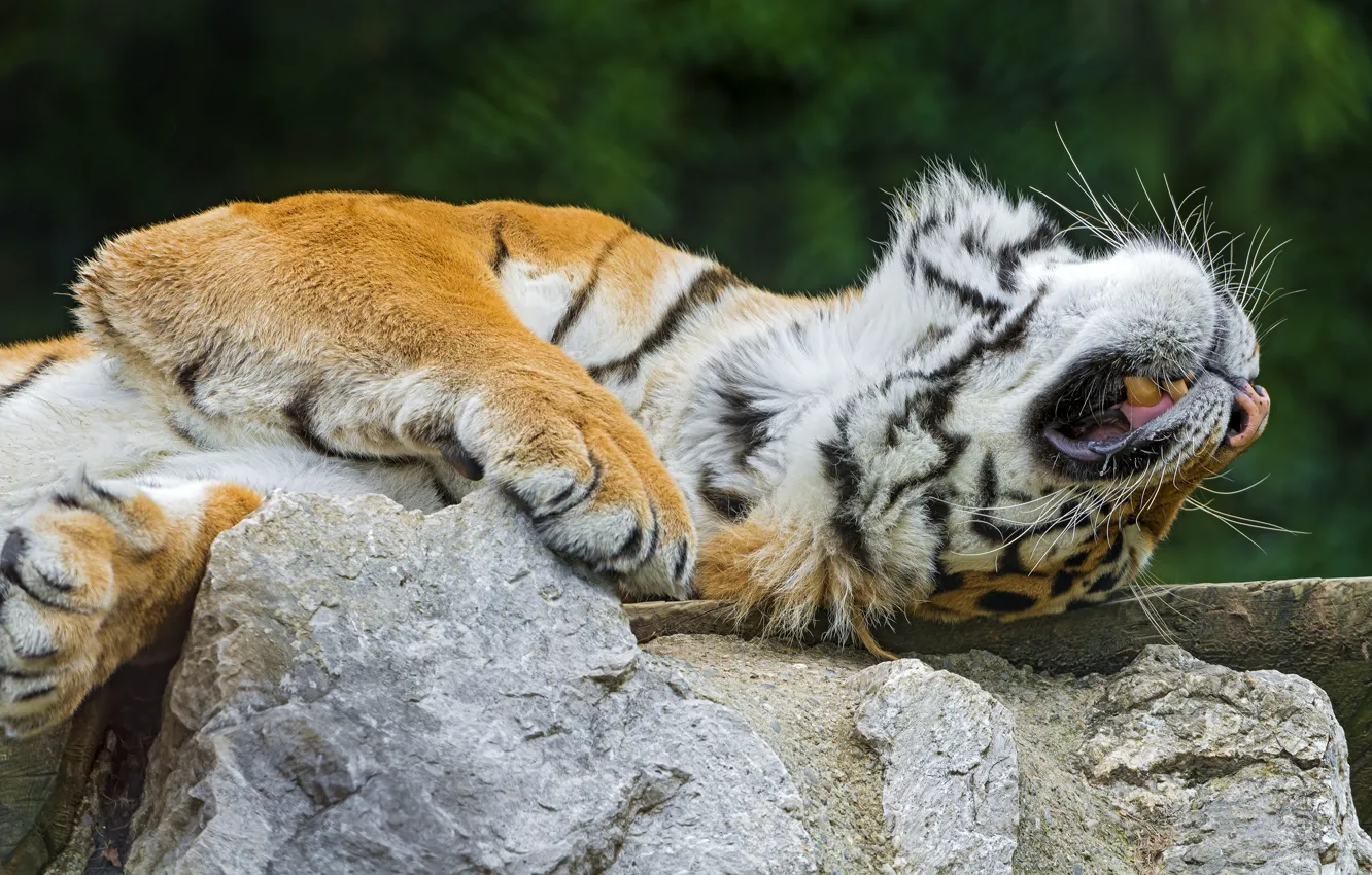 Photo wallpaper tiger, stones, predator