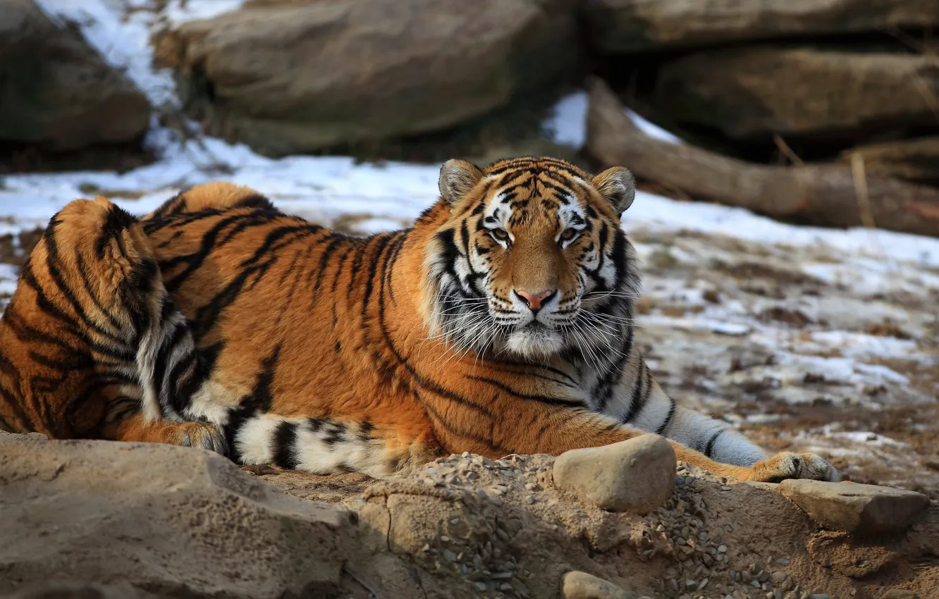 Photo wallpaper winter, snow, tiger, stones