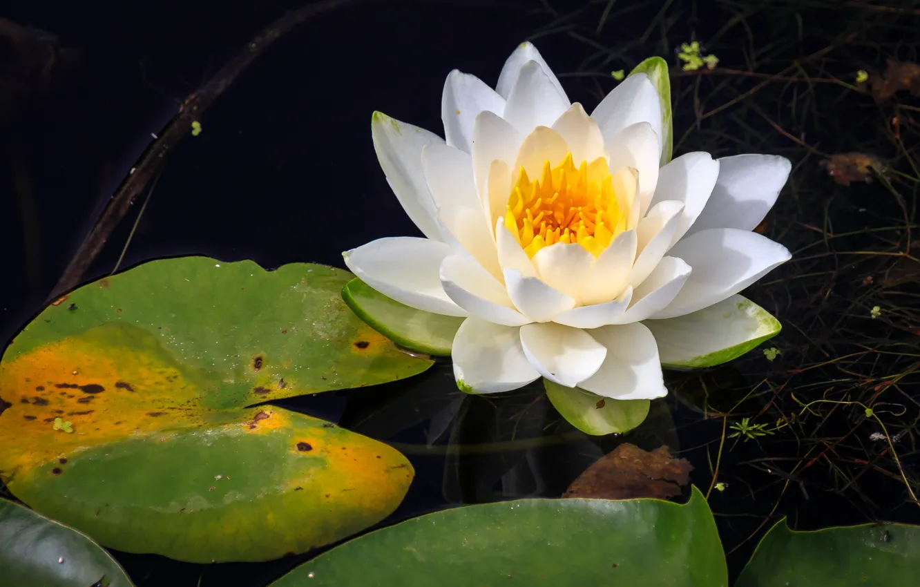 Photo wallpaper water, Nymphaeum, water Lily