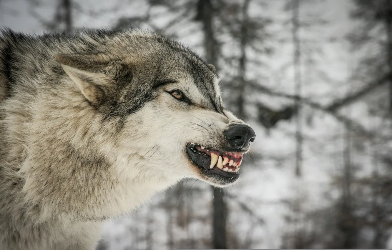 Photo wallpaper face, anger, wolf, predator, rage, fangs, grin, profile