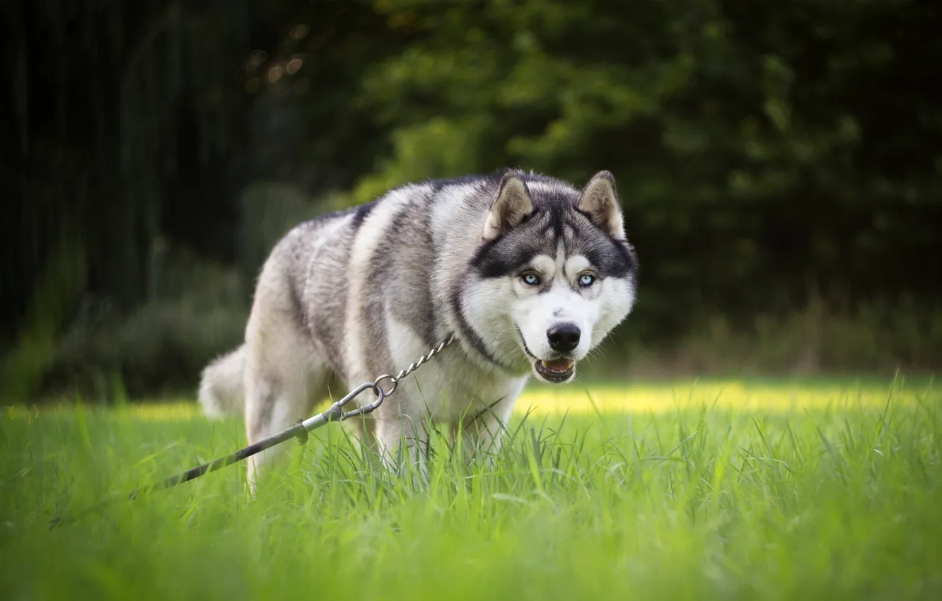 Photo wallpaper grass, look, face, nature, pose, Park, lawn, foliage