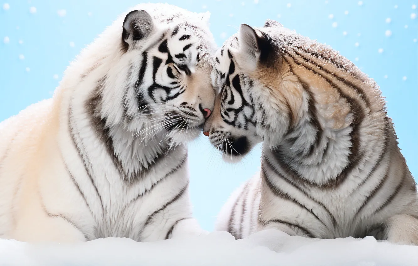 Photo wallpaper winter, face, snow, tiger, pose, together, pair, the snow