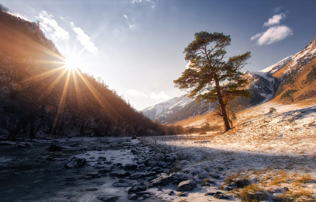 Photo wallpaper mountains, Cold, Snow, Arbol, Rays of the Sun