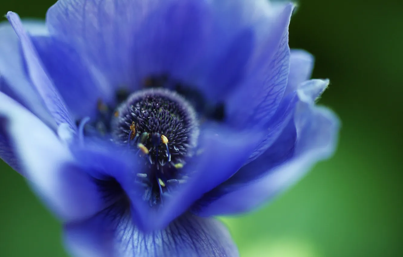 Photo wallpaper macro, flowers, blue, petals, anemones, anemone