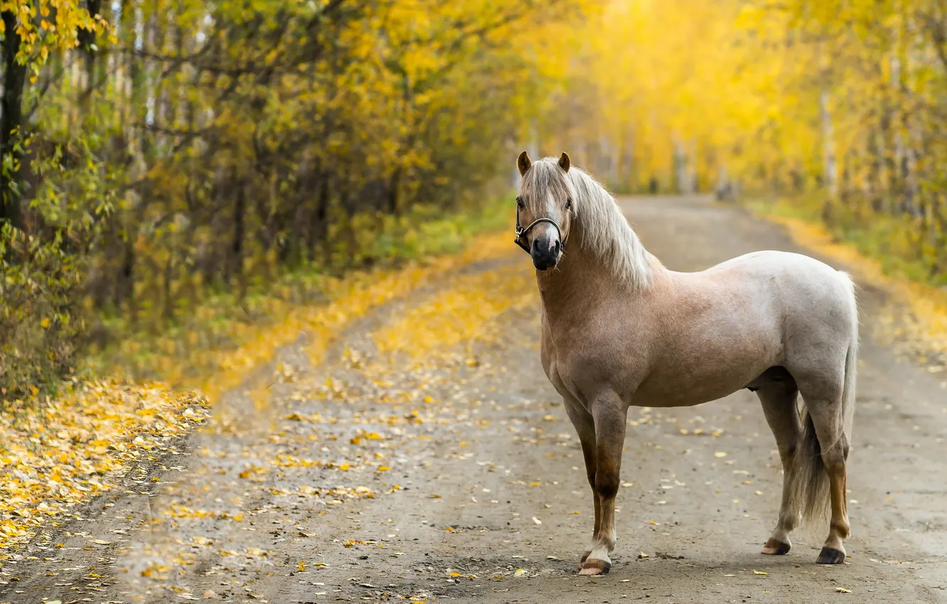 Photo wallpaper road, autumn, horse