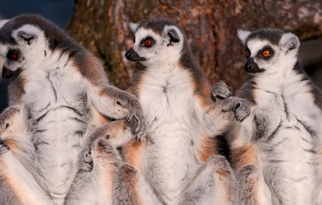 Photo wallpaper lemur, a ring-tailed lemur, Katta