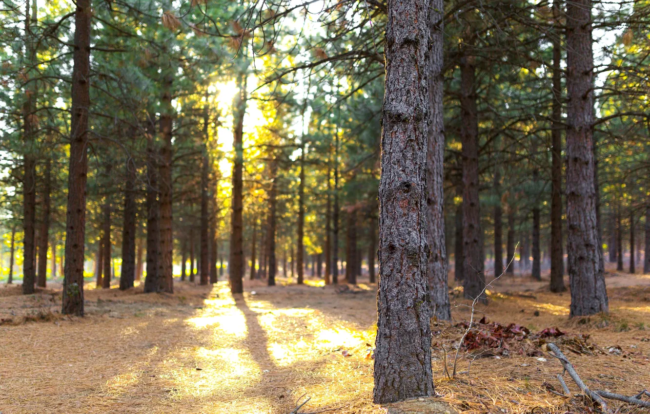 Photo wallpaper forest, the sun, light, trees, pine
