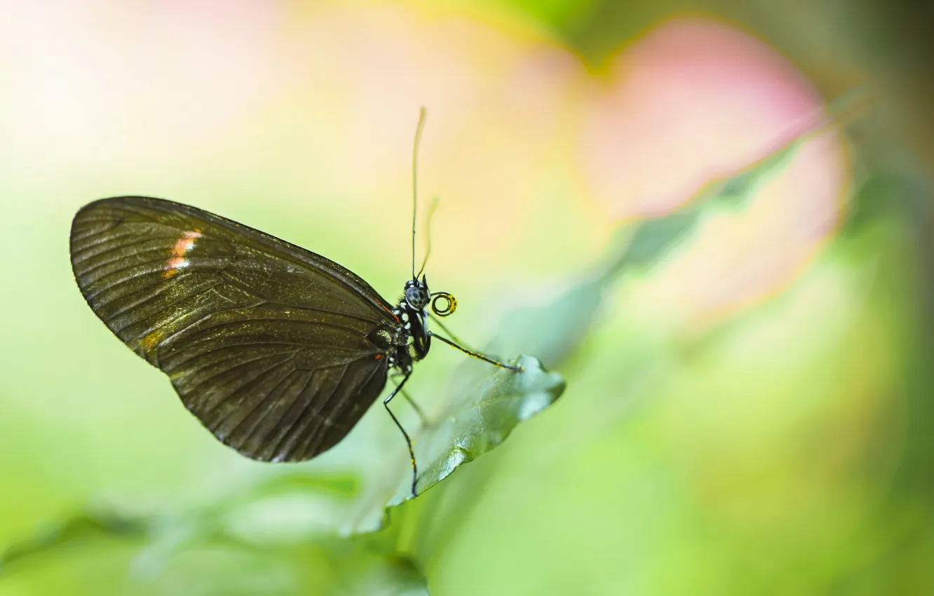Photo wallpaper leaves, background, butterfly, bokeh