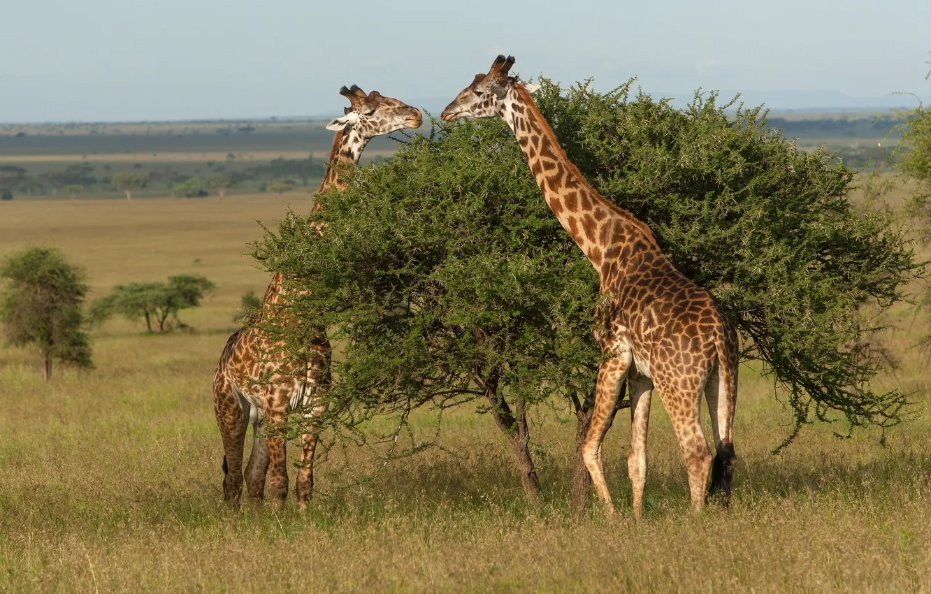 Photo wallpaper tree, giraffes, Tanzania, Tanzania, Serengeti National Park