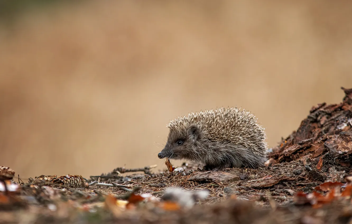 Photo wallpaper autumn, leaves, nature, bark, face, bumps, hedgehog, beige background