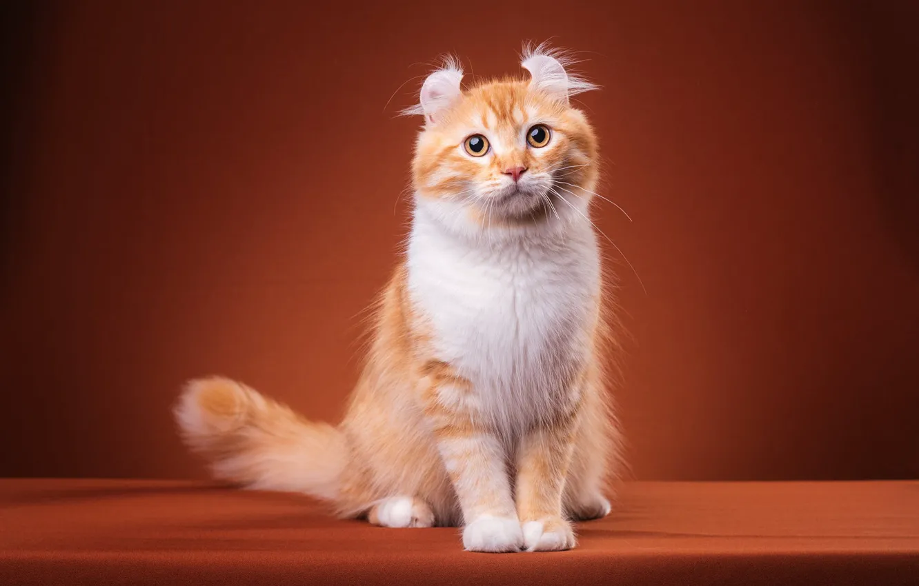 Photo wallpaper cat, cat, look, pose, kitty, legs, fluffy, red