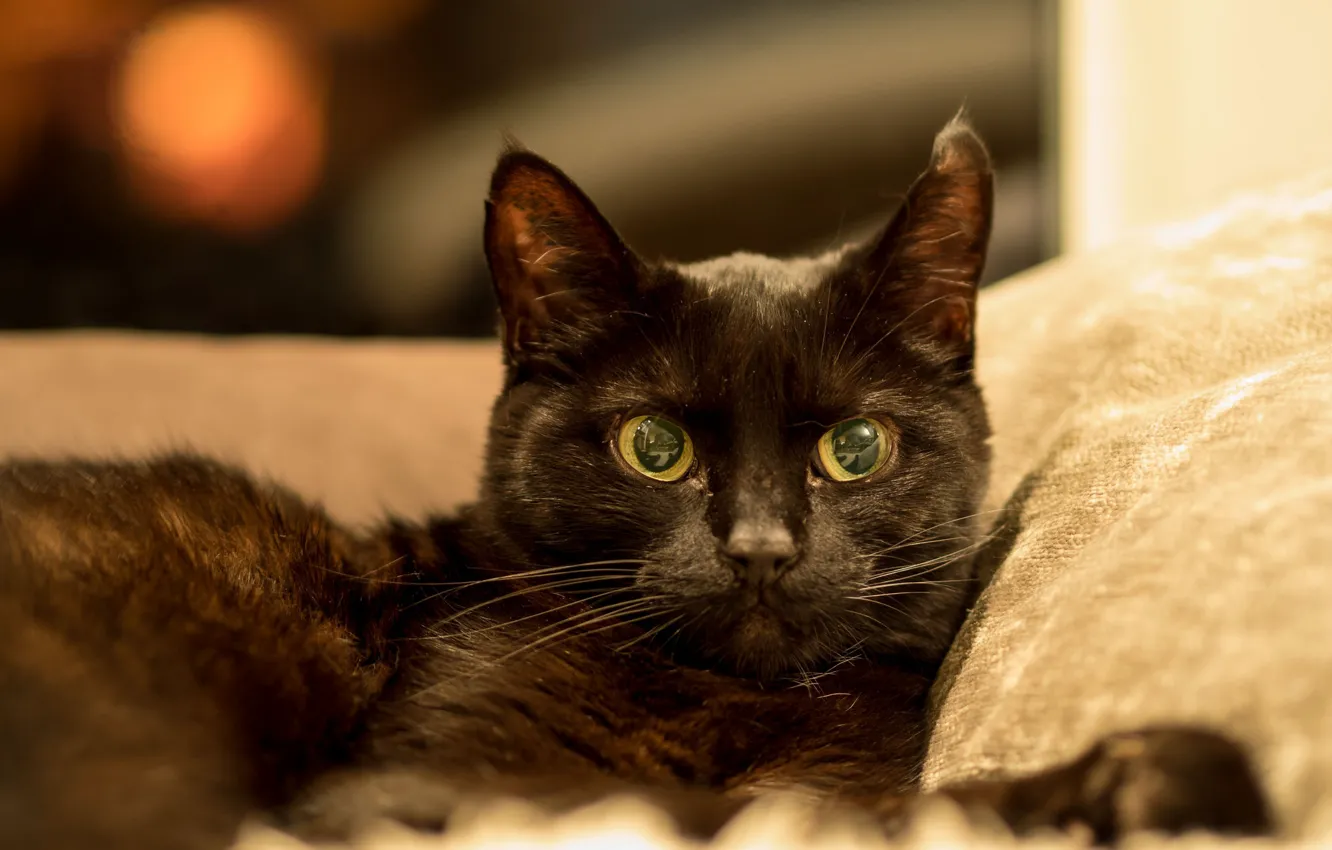 Photo wallpaper eyes, cat, black