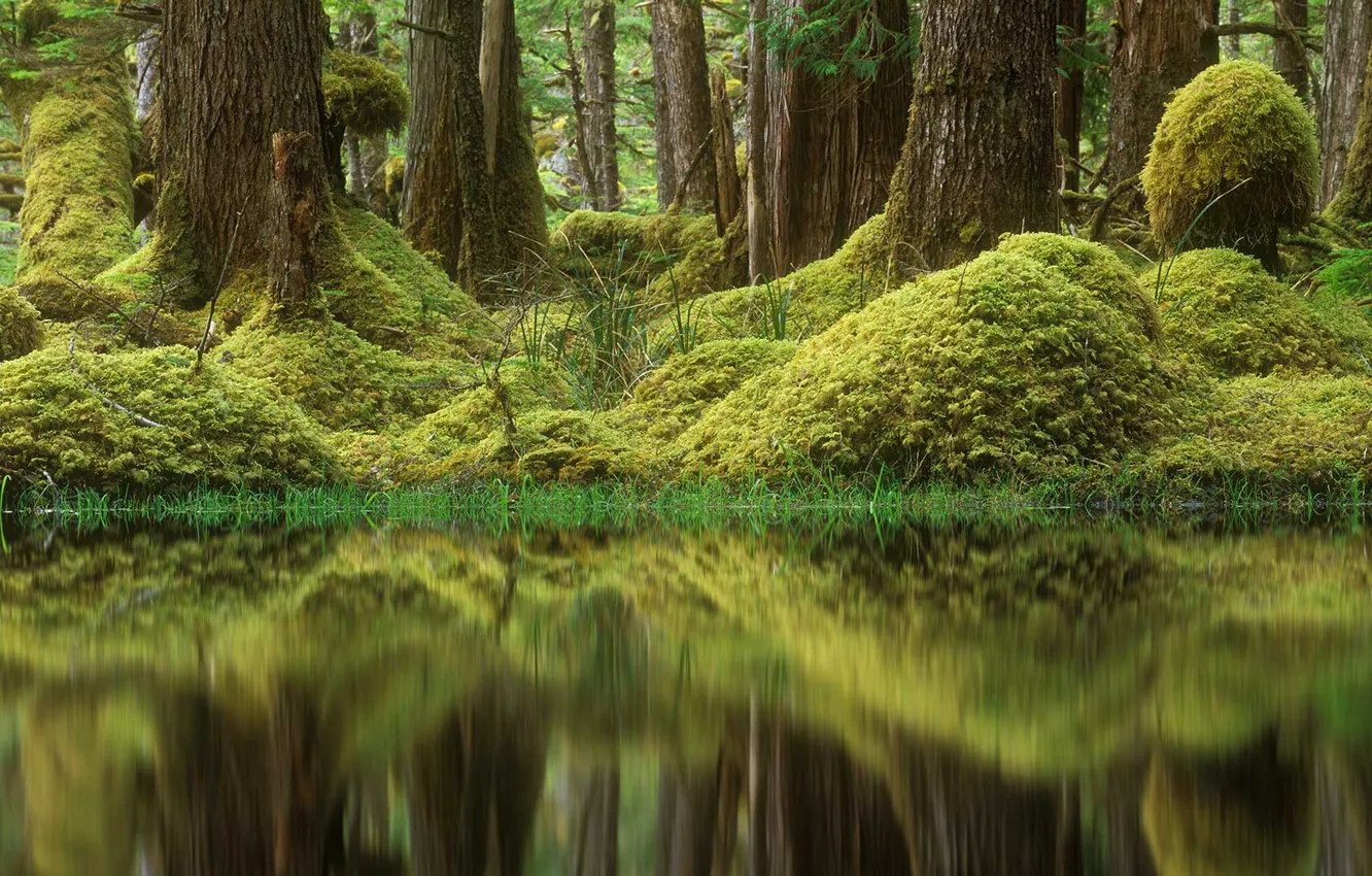 Photo wallpaper forest, trees, swamp, moss, Canada, British Columbia, Tow Hill Ecological Reserve