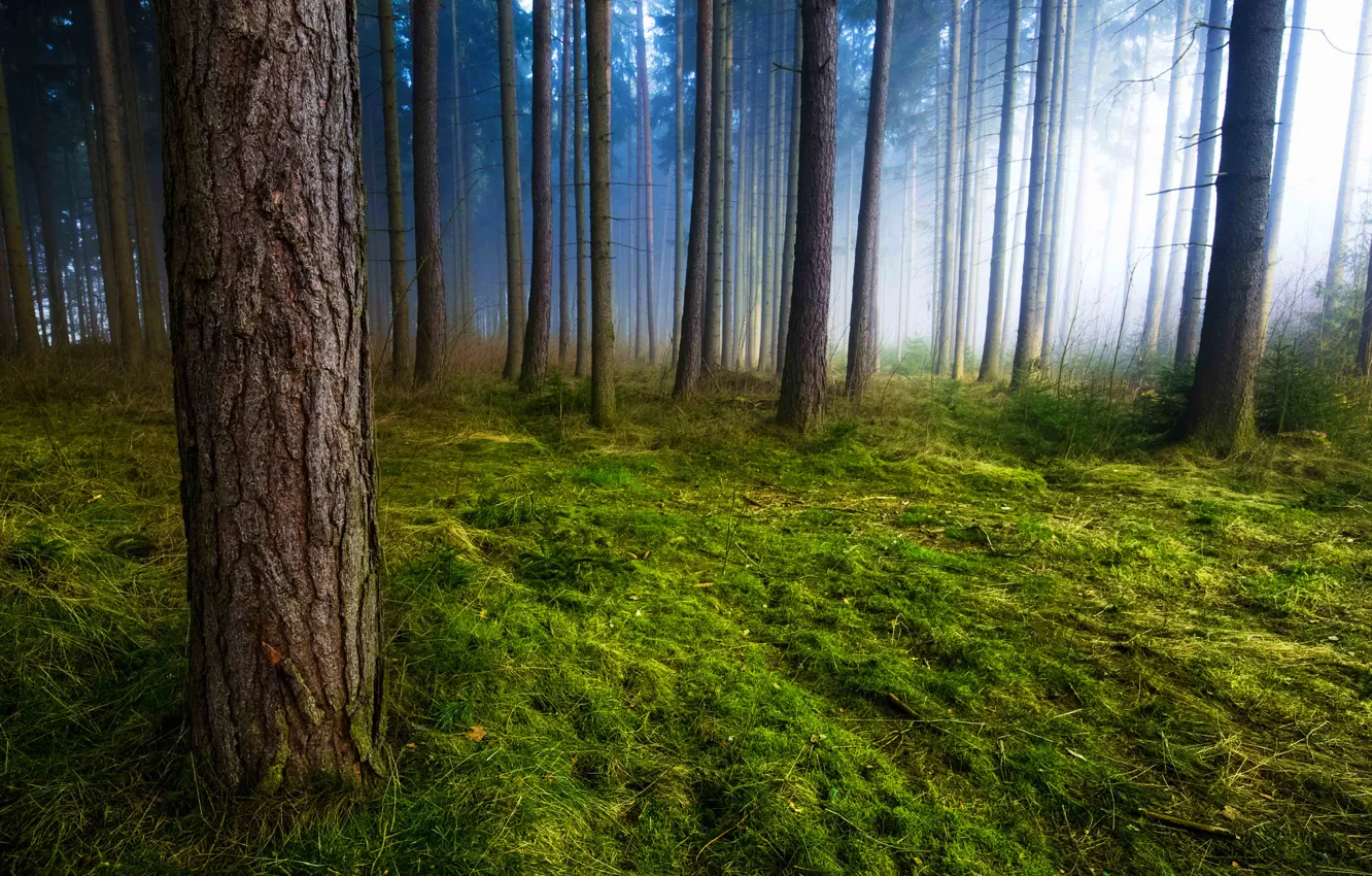 Photo wallpaper grass, trees, nature, fog, trunks, moss, morning, Forest
