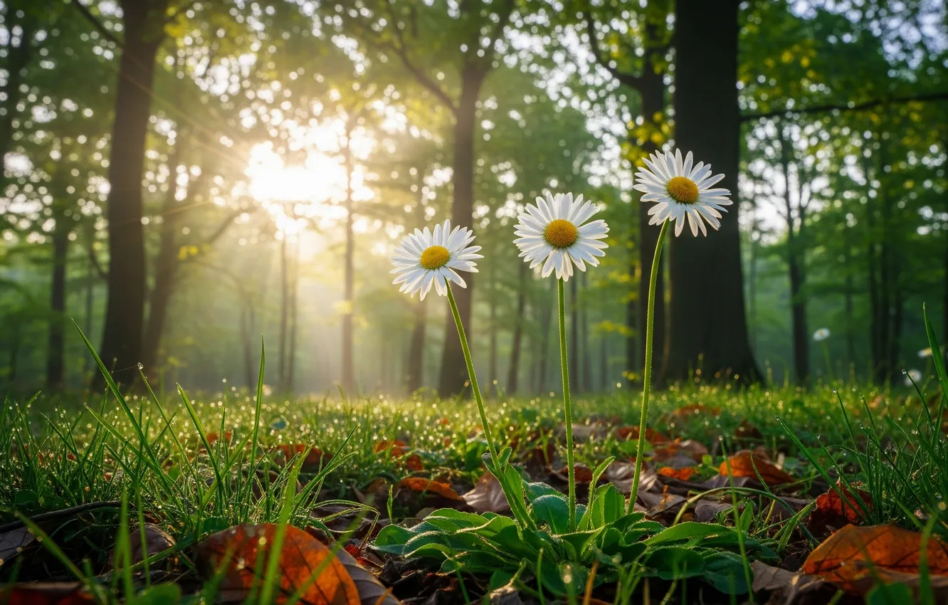 Photo wallpaper flowers, flowers, forest, sun, Wallpaper, grass, the sun, grass