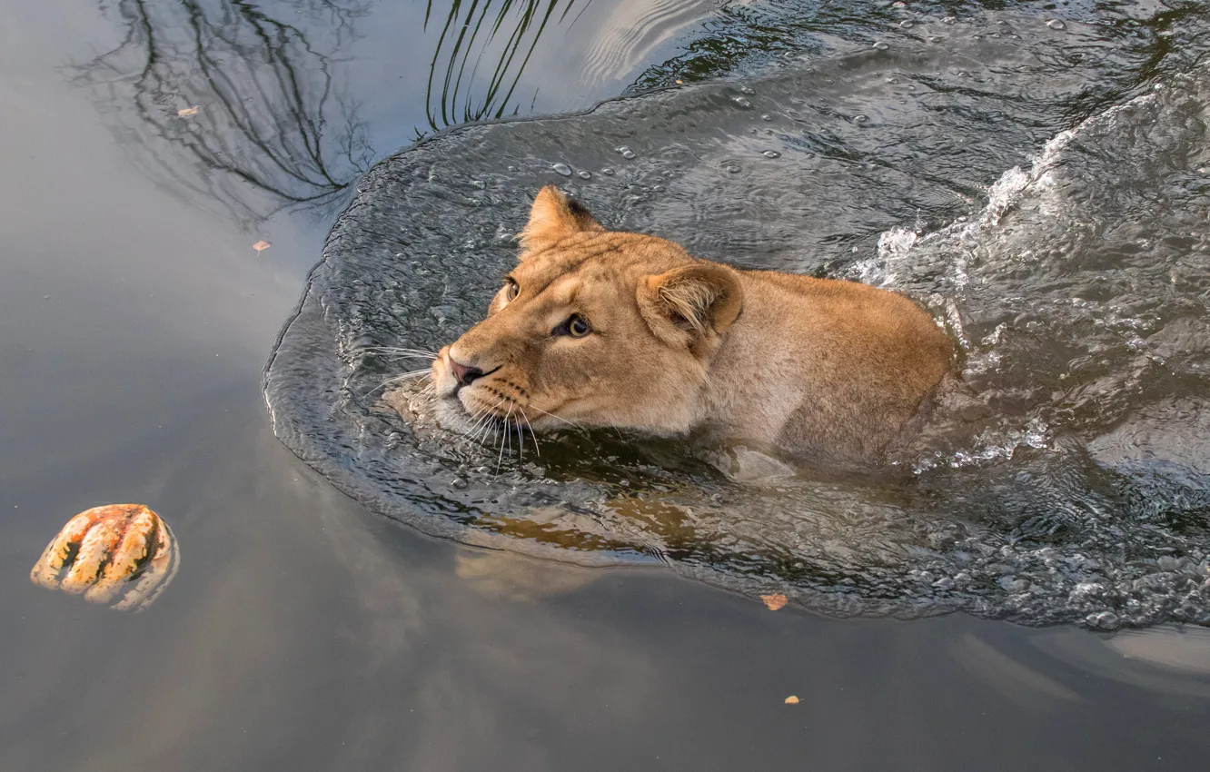 Photo wallpaper cat, look, face, water, wild cats, lioness, pond, swimming