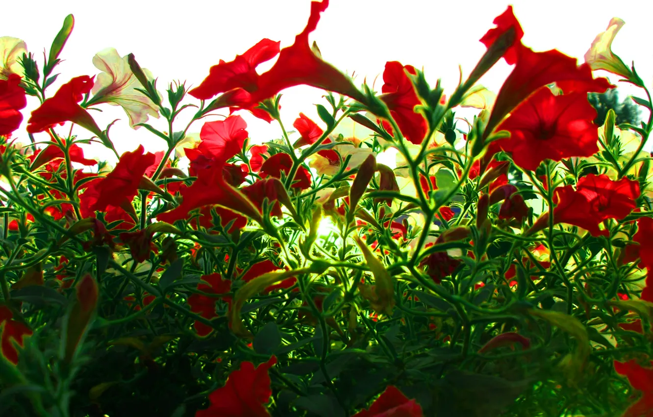 Photo wallpaper the sky, macro, love, flowers, nature, love, the rays of the sun, nature