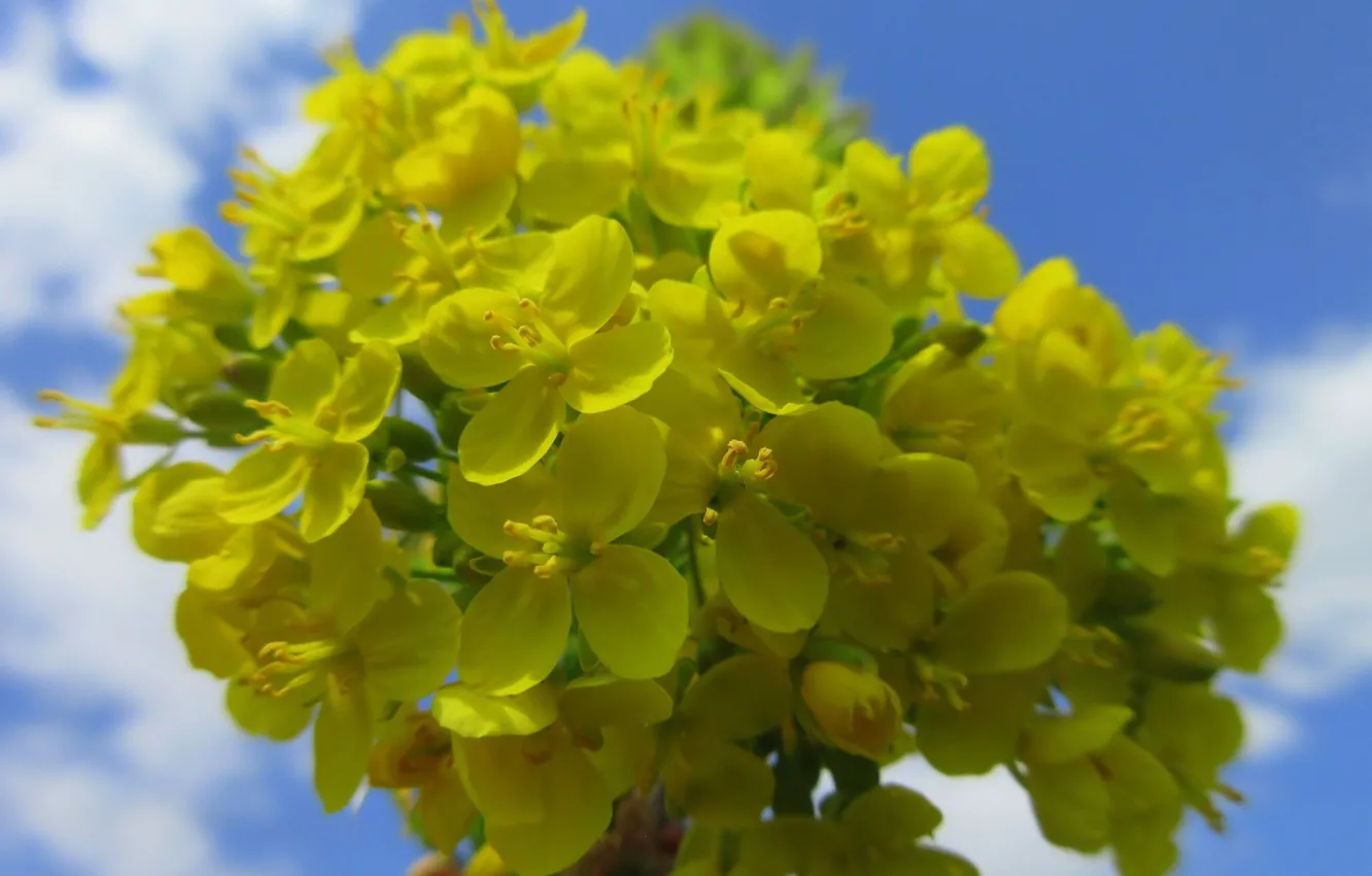 Photo wallpaper flowers, macro, spring 2018, the sky, Mamala ©, yellow