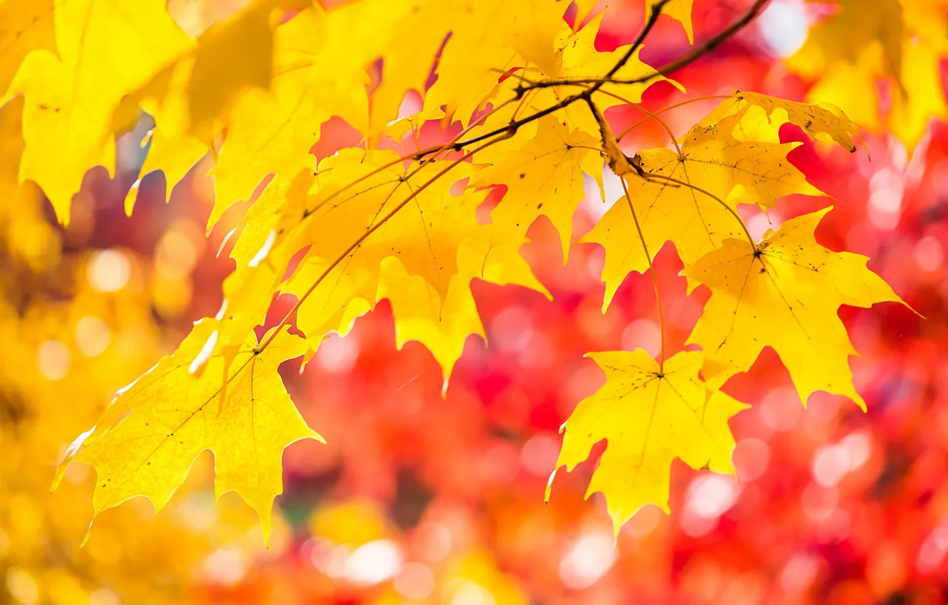 Photo wallpaper autumn, leaves, light, paint, maple