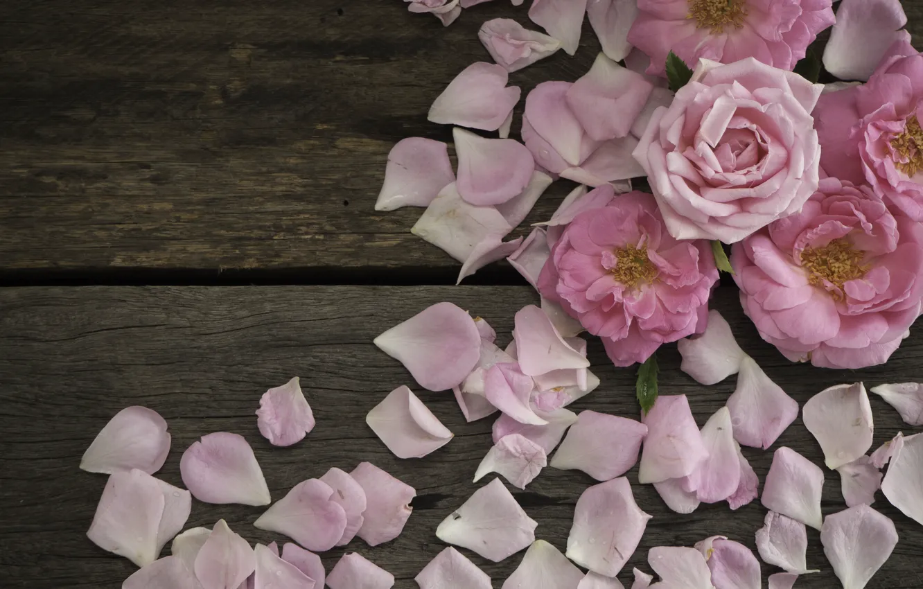 Photo wallpaper roses, petals, pink, wood, pink, flowers, petals, roses
