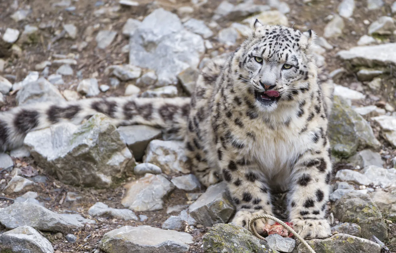 Photo wallpaper language, cat, stones, IRBIS, snow leopard, ©Tambako The Jaguar