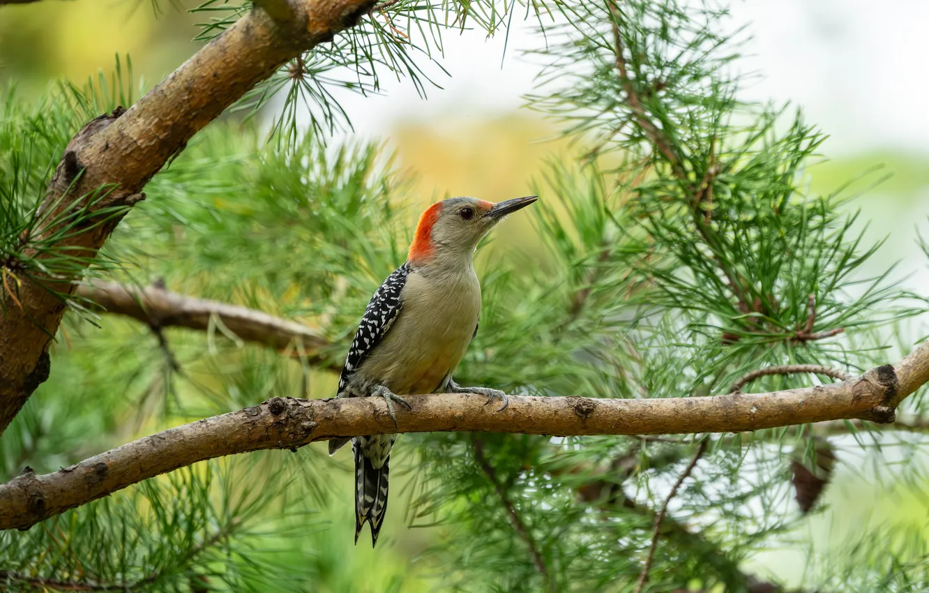 Photo wallpaper trees, branches, bird, woodpecker