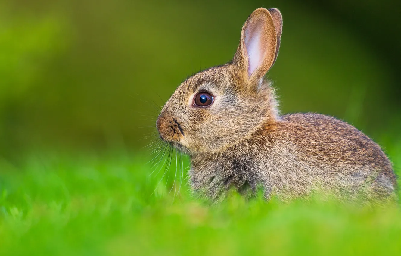 Photo wallpaper greens, grass, look, nature, background, hare, rabbit, muzzle