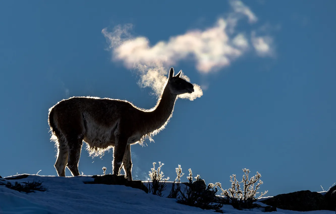 Photo wallpaper winter, snow, animal, breath, Guanaco, Alexander Sanin, steam from the mouth