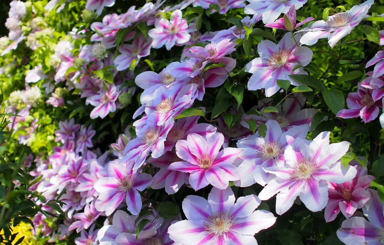 Photo wallpaper clematis, clematis, Lozinka