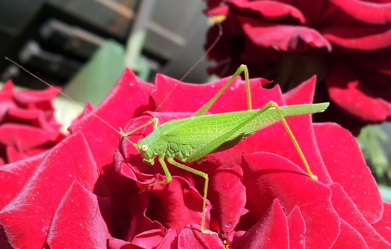Photo wallpaper PETALS, RED, INSECT, ROSE, GRASSHOPPER, GREEN