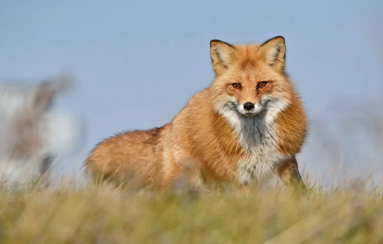 Photo wallpaper grass, Fox, Fox
