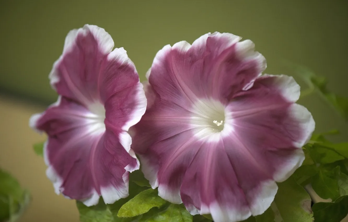 Photo wallpaper flowers, Petunia, cherry-white