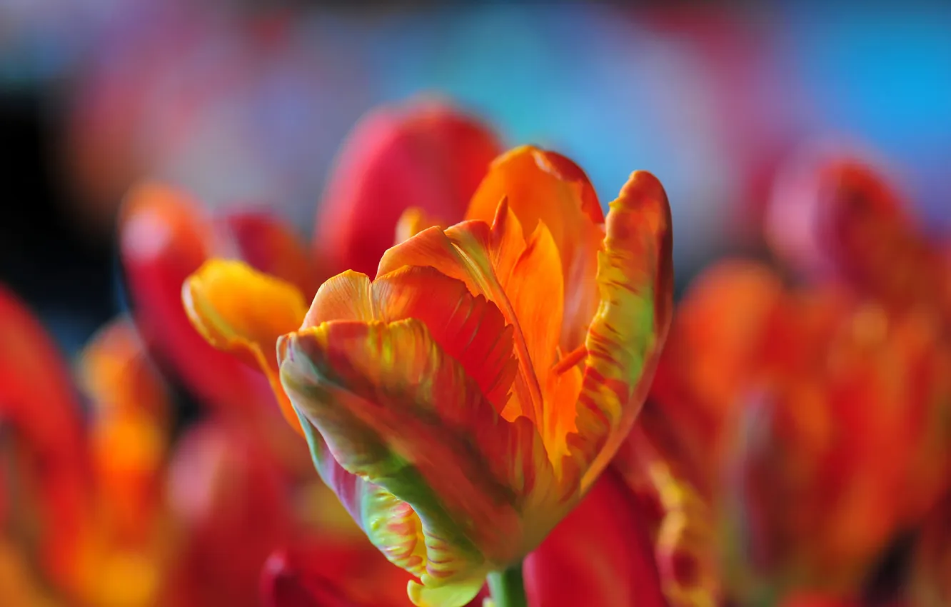 Photo wallpaper flowers, nature, petals, tulips