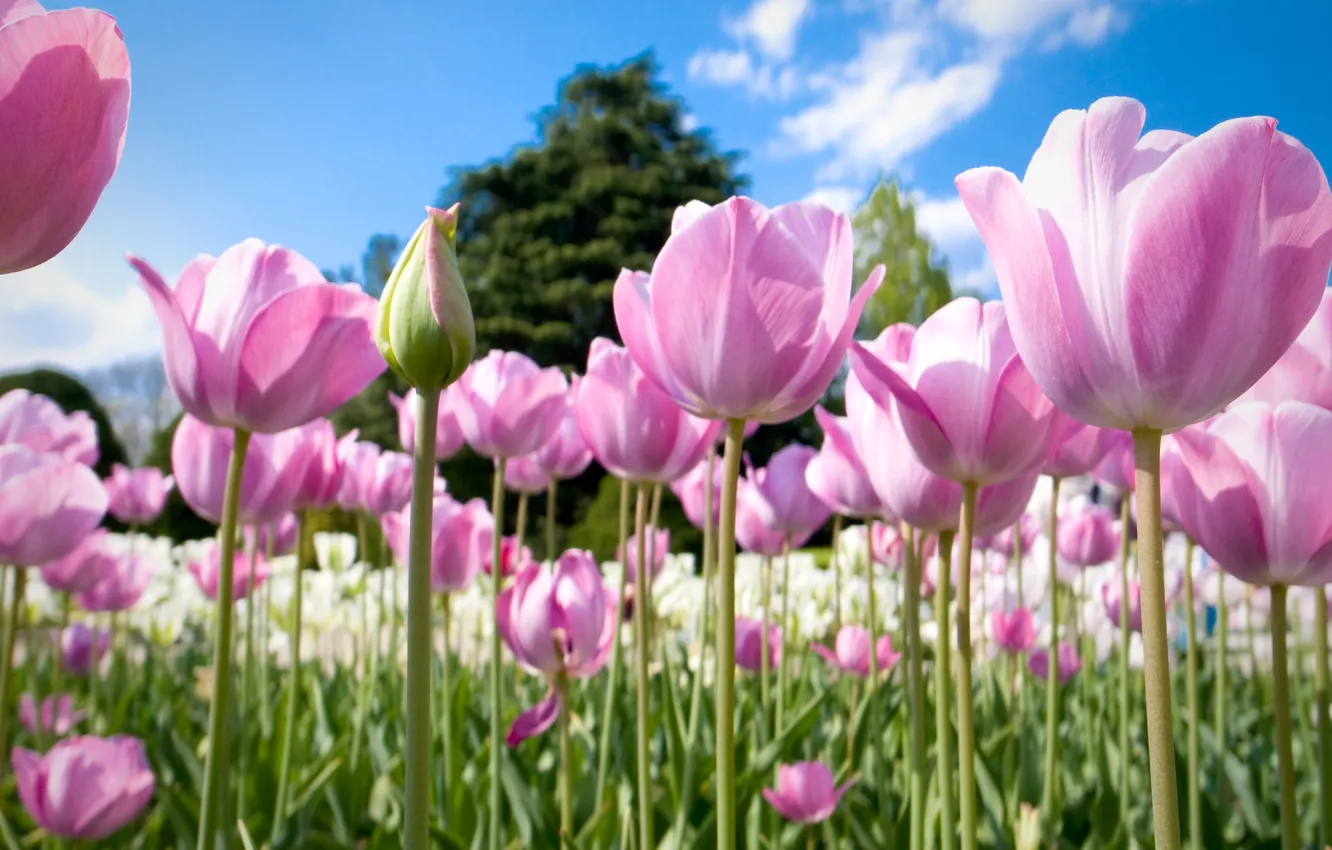 Photo wallpaper nature, tulips, pink, buds, a lot