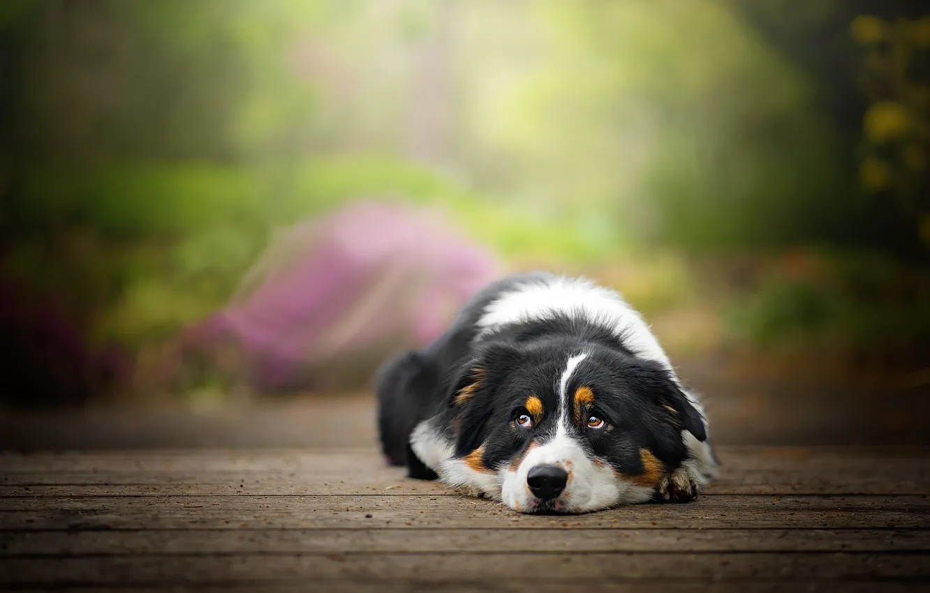 Photo wallpaper stay, Board, dog, Blake