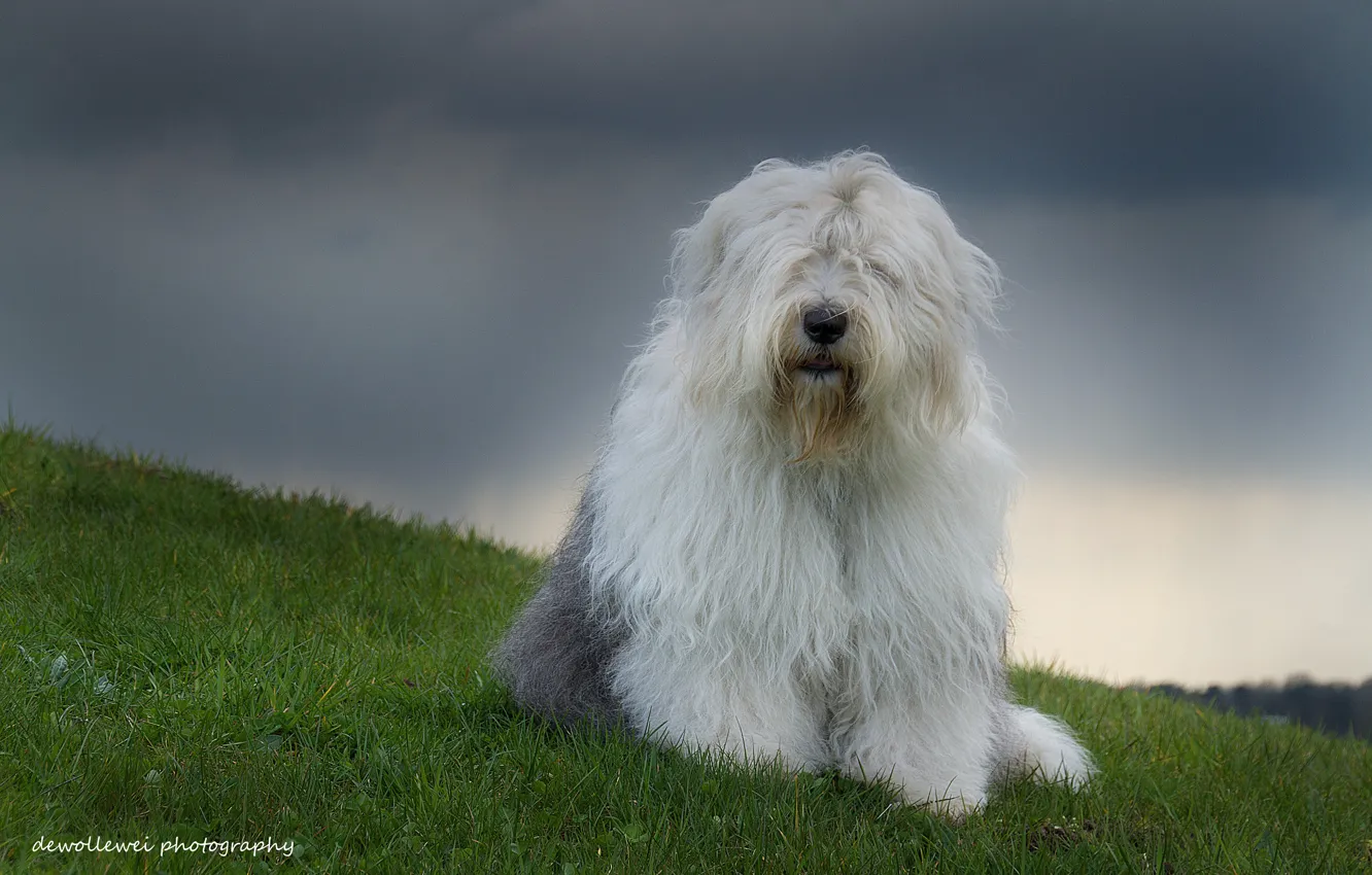 Photo wallpaper dog, Sophie, Bobtail, dewollewei photography, the old English Sheepdog