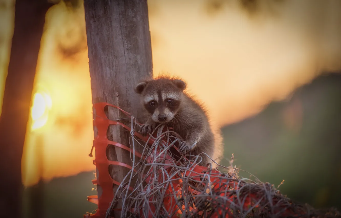 Photo wallpaper baby, raccoon, cub