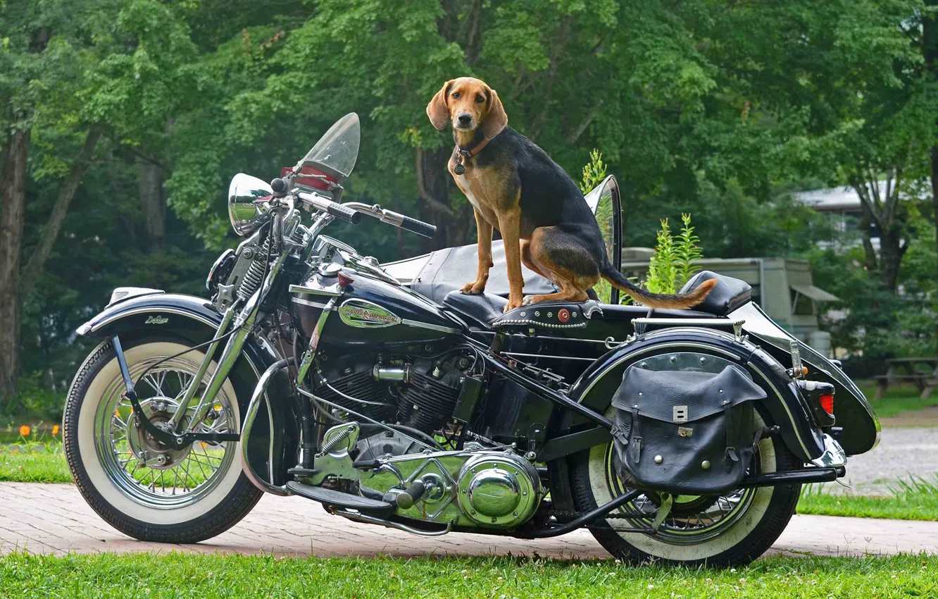 Photo wallpaper Dog, Harley, Moto, Mood.