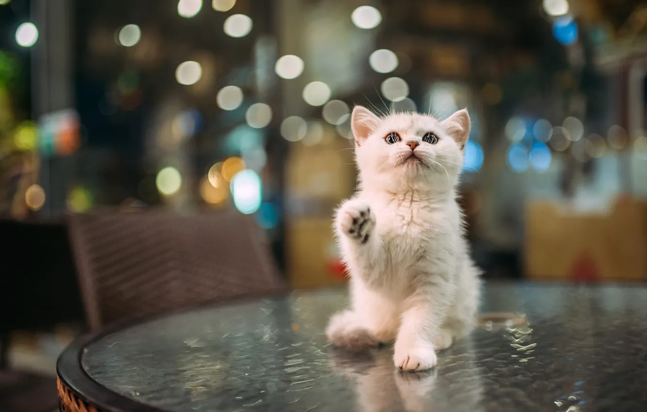 Photo wallpaper cat, white, look, pose, table, legs, baby, cafe