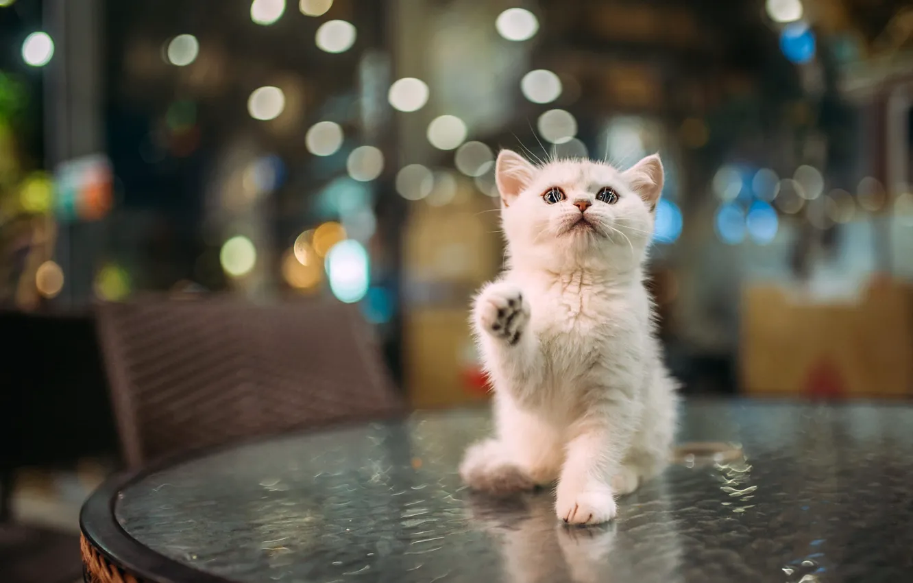 Photo wallpaper cat, white, look, pose, kitty, table, baby, cafe