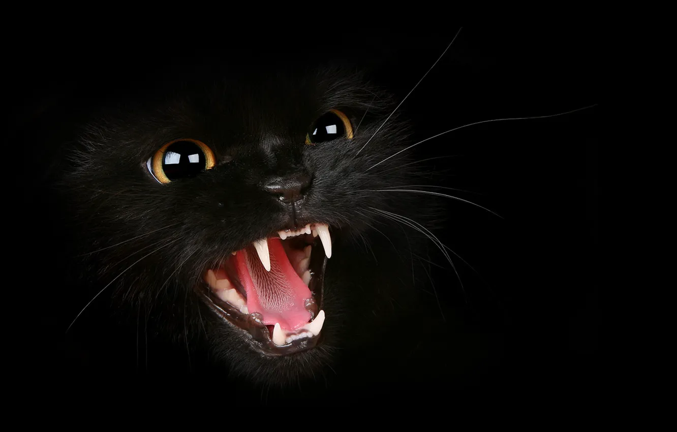 Photo wallpaper cat, mustache, fangs, grin, evil, Tomcat, hisses, evil mustachioed animal
