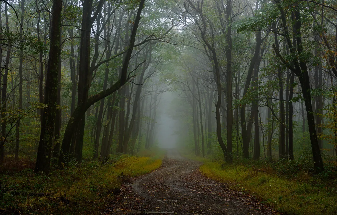 Photo wallpaper road, forest, fog