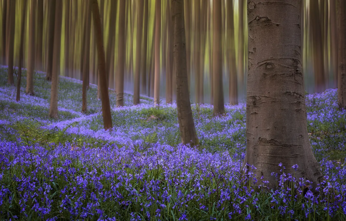 Photo wallpaper forest, trees, flowers, glade, blur, spring, trunk, bells