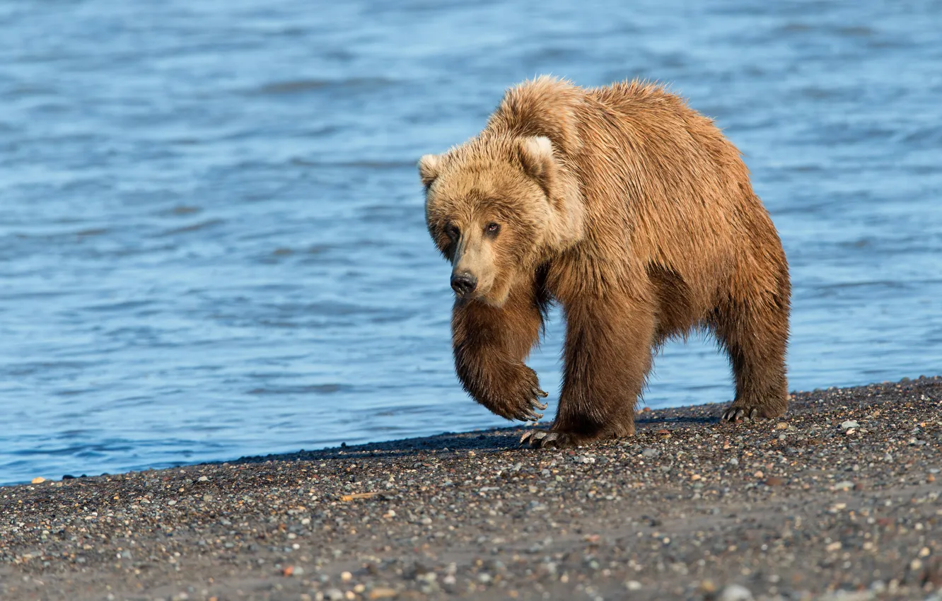 Photo wallpaper pebbles, shore, bear, walk, pond