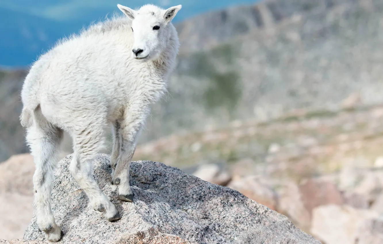 Photo wallpaper white, mountains, nature, animal, goat, goat, Wallpaper from lolita777, artiodactyls