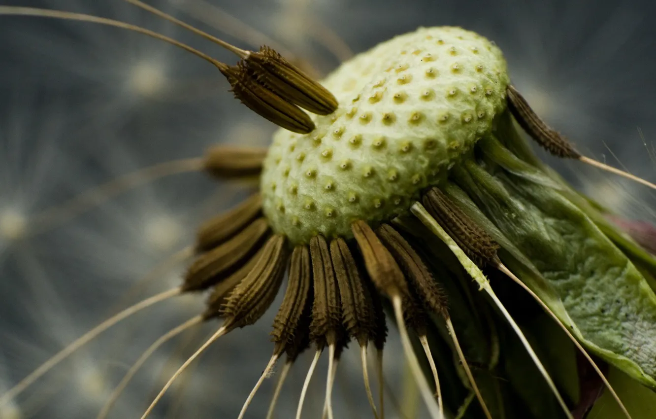 Photo wallpaper Dandelion, seeds