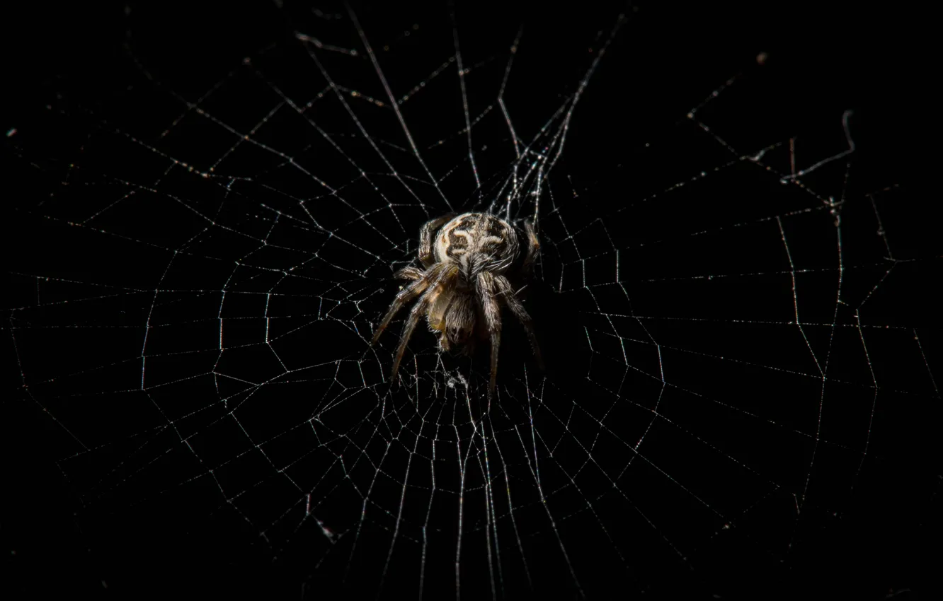 Photo wallpaper macro, web, spider