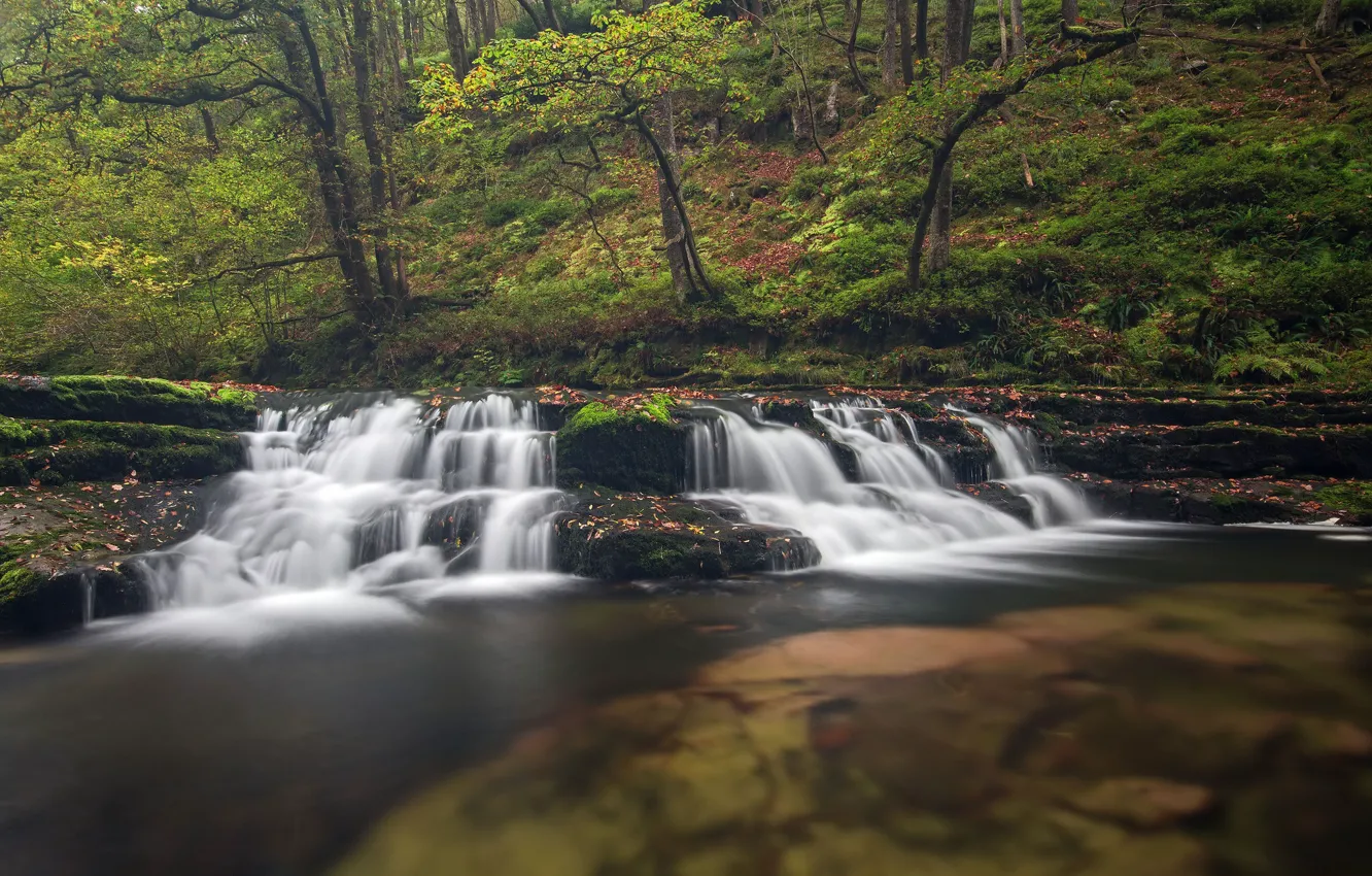 Photo wallpaper forest, trees, nature, waterfall, stream