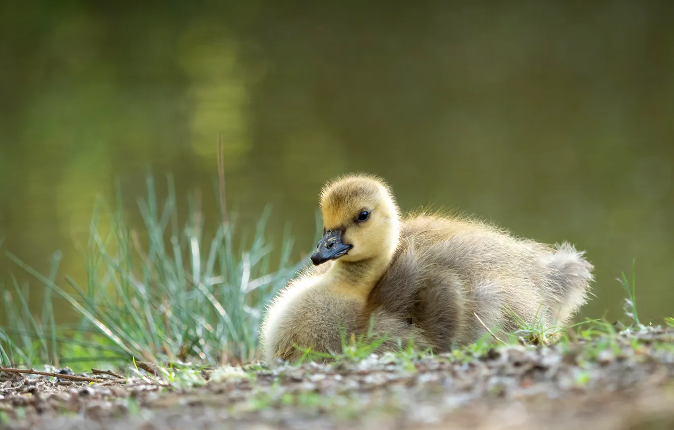 Photo wallpaper bird, shore, Chicks, pond, geese, the goslings